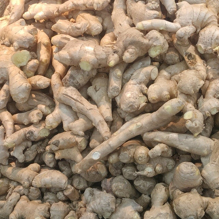 Ginger