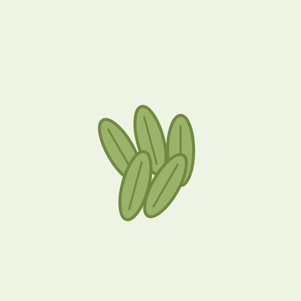 Fennel illustration