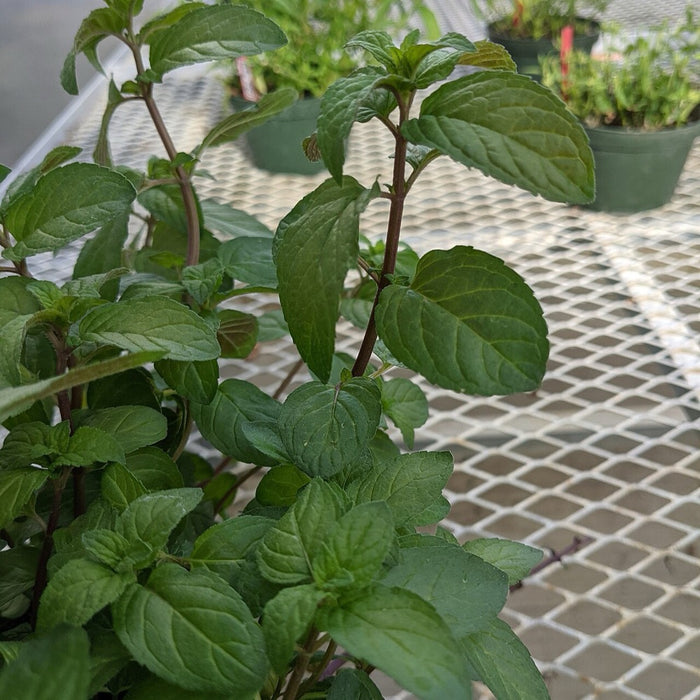 Peppermint