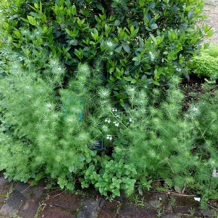 Nigella sativa (black seed) plant